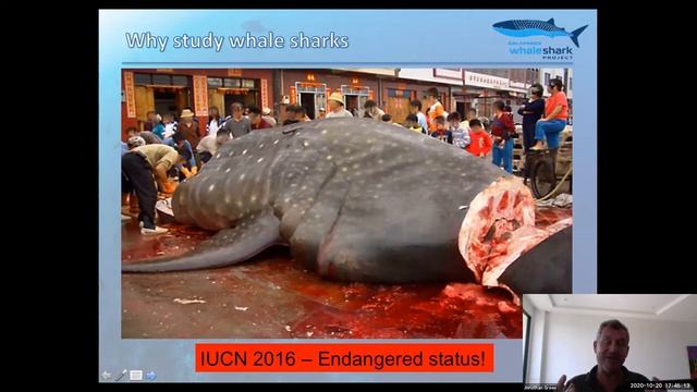 Galapagos Whale Shark Project – Jonathan Green смотреть онлайн