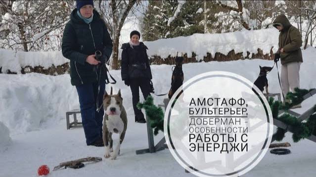 Догтренинг 718. Амстафф, бультерьер, доберман - особенности работы с энерджи.