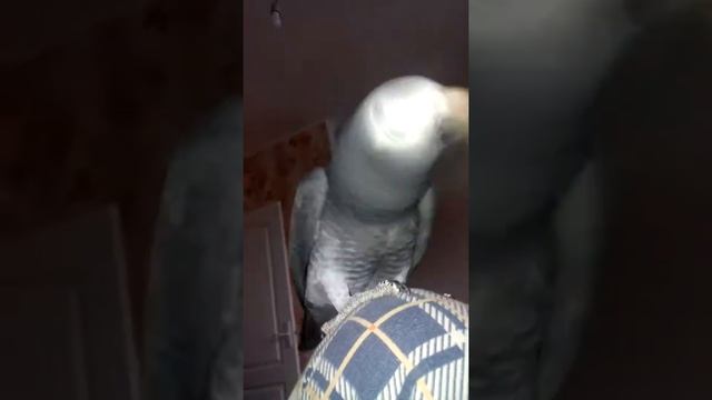 Жако скромный смотреть онлайн