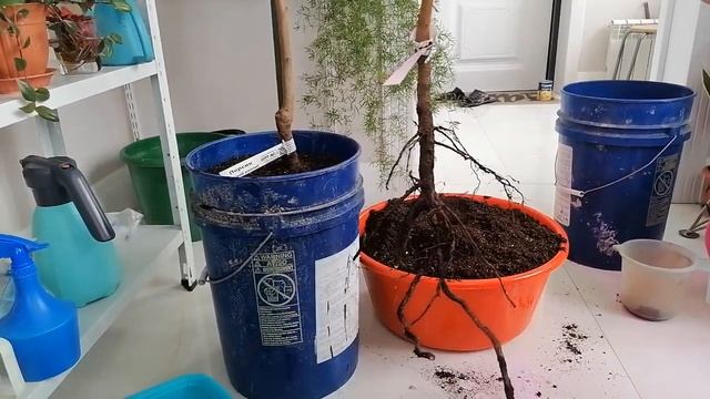 Получила персики с ОКС. Что с ними делать в марте? Сажаю в ведра. смотреть онлайн