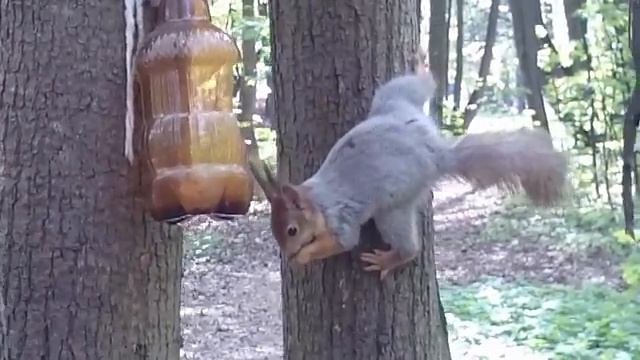 ЯСЕНЕВО........ ЛЕС...... ЧУДО...09.05.2016 смотреть онлайн