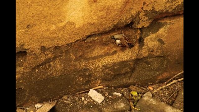 20+ Birds I See from my Window 🪟 - here's Video 📷 смотреть онлайн