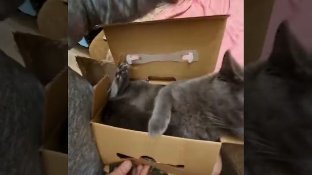 Высылаем котика почтой в коробке ))) Как мы жили в съемной квартире ! смотреть онлайн