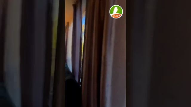 Квартира, которую можно снять в Сочи за 33 тыс на постоянку #сочи #застройщик 🤯 смотреть онлайн