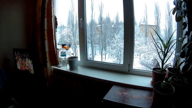 Кот охотится на Голубей из квартиры часть 6 смотреть онлайн