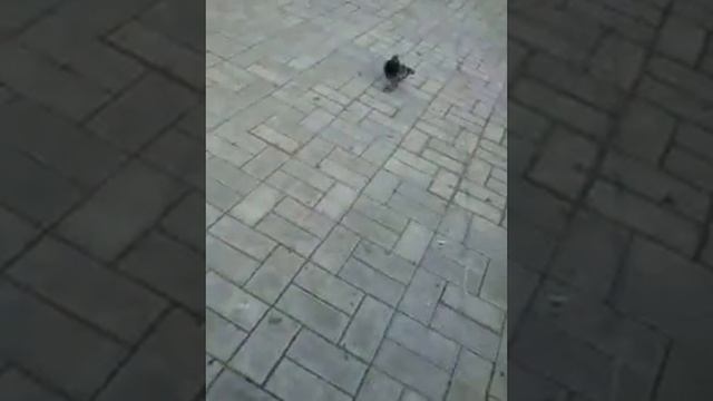 Голуби на площади г. Карабаново ... смотреть онлайн