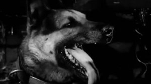 Четыре танкиста и собака. Ворота (20)