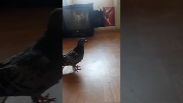 вертушка в гостях у константина смотреть онлайн