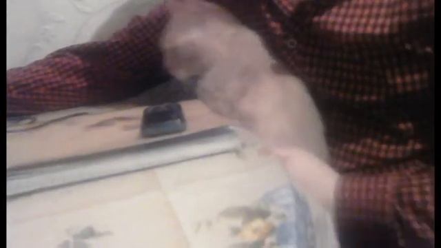 потеряли кота и о радость он вернулся. смотреть онлайн