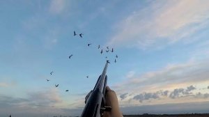 Закрытие охоты на гуся. Часть 1.Охота на гуся в Беларуси 25.04.20. Гусь 2020. Goose hunting.