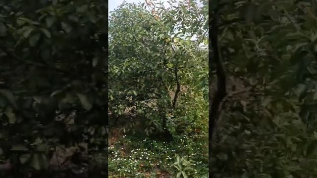 Большой участок с жилым домиком за 2.6 млн р в пригороде Анапы! Море - 30 минут на транспорте! 4238 смотреть онлайн