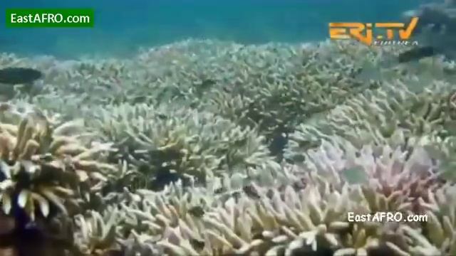 ERITRE Offical New Movies 2018 (Eritrean National Festival 2018 )