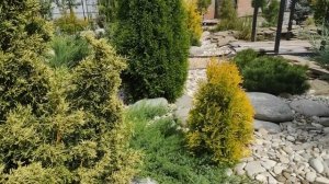 Такие разные Туи.Обзор туй на нашем участке