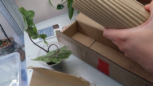 Последняя распаковка растений в этом сезоне смотреть онлайн