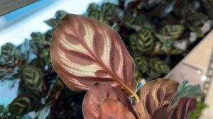 🌸 ПРОДАЖА КОМНАТНЫХ РАСТЕНИЙ. Обзор комнатных растений в наличии. Комнатные растения почтой.