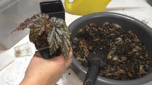 БЕГОНИИ. Какой грунт необходим бегониям. Пересадка черенков природных бегоний