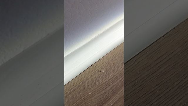 Не устранили недостатки в отделке даже через два месяца. ЖК Бунинские луга - строительная экспертиз смотреть онлайн