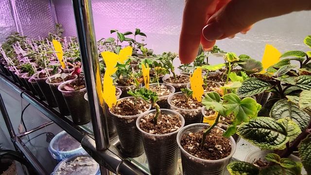 КОРЕШКИ ДЫШАТ И РАСТЕНИЕ ПЫШЕТ. смотреть онлайн