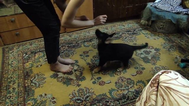 Первичная дрессировка щенка  Выпуск первый