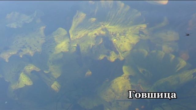 Говшица - Волкота - Западная Двина. 2020 г. смотреть онлайн