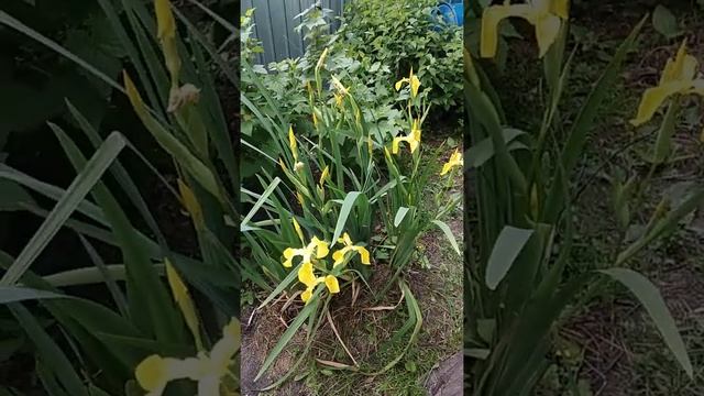 Июнь.Тюмень.Дача. смотреть онлайн