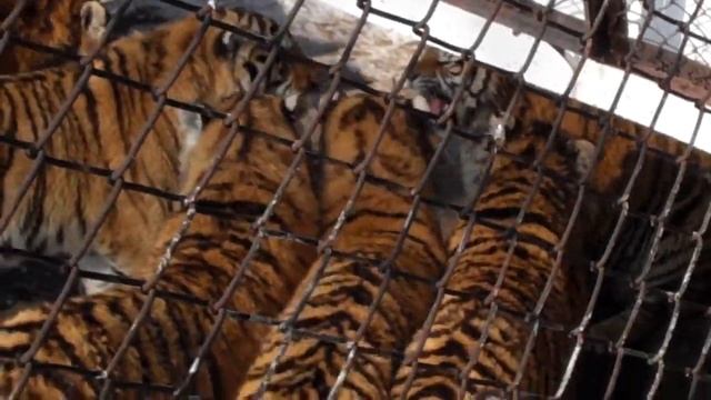 Young Siberian tiger fends off 20 adults: Brave fella!! (Harbin, China - Siberian Tiger Park) смотреть онлайн