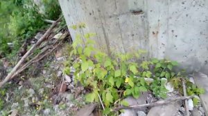 Последнее видео Вани ИКС 1500 на 29 больнице, рубрика заброшки Новокузнецка