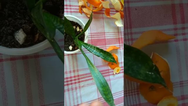 мошкара в цветочных горшка КАК ИЗБАВИТЬСЯ? смотреть онлайн