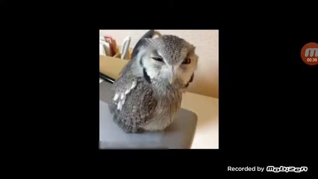 Сова орёт эээээй смотреть онлайн