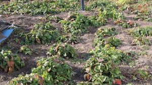 Не отправляйте клубнику в зиму пока не сделаете это! Урожай следующего года +100%.