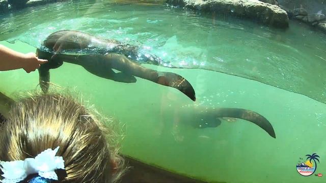 Jacksonville zoo смотреть онлайн