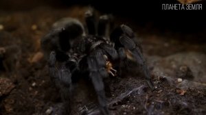 Пауки: Природные инженеры | Интересные факты про пауков