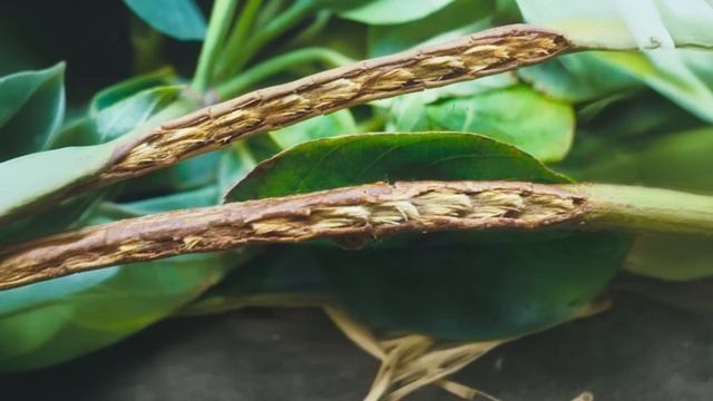 Почему США Никогда Не Убьют Триллионы Цикад смотреть онлайн