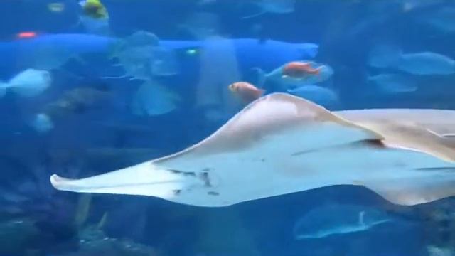 Aquarium Dreamscape смотреть онлайн