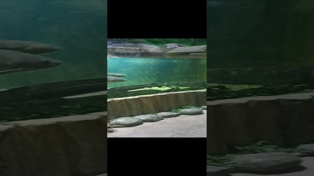 Карпы и осетры в воронежском океанариуме. смотреть онлайн