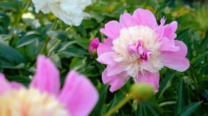 😮ВЫ ВЫРАЩИВАЕТЕ ПИОНЫ НЕПРАВИЛЬНО! Любовь Аристархова раскрыла все секреты "Пионового Рая"