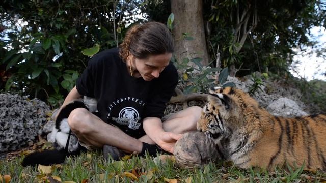 One Year Old Tigers Learning How To Run At Full Speed | Myrtle Beach Safari