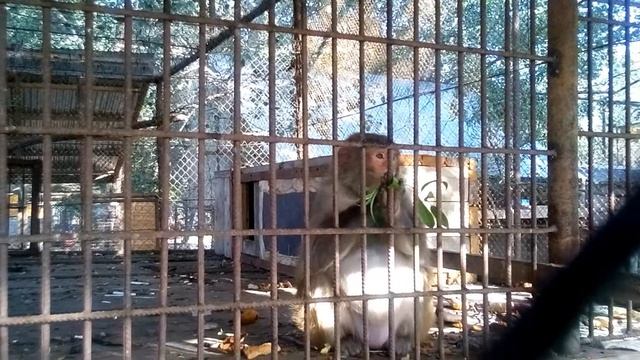Shirvan смотреть онлайн