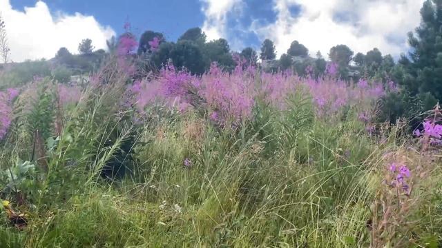 Швейцарские страсти🇨🇭сами готовим в ресторане@zvezdamojaludi смотреть онлайн