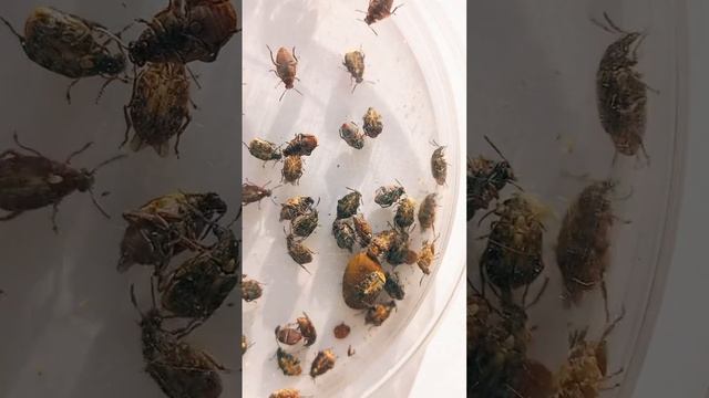 ASIAN SEED BEETLES MEGABRUCHIDIUS DORSALIS LIVE ON TREE GLEDITSIA TRIACANTHOS, IN KYIV, UKRAINE. смотреть онлайн