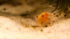 БОЛОТО В АКВАРИУМЕ ИЗ БУДУЩЕГО - ДЕНЬ 60