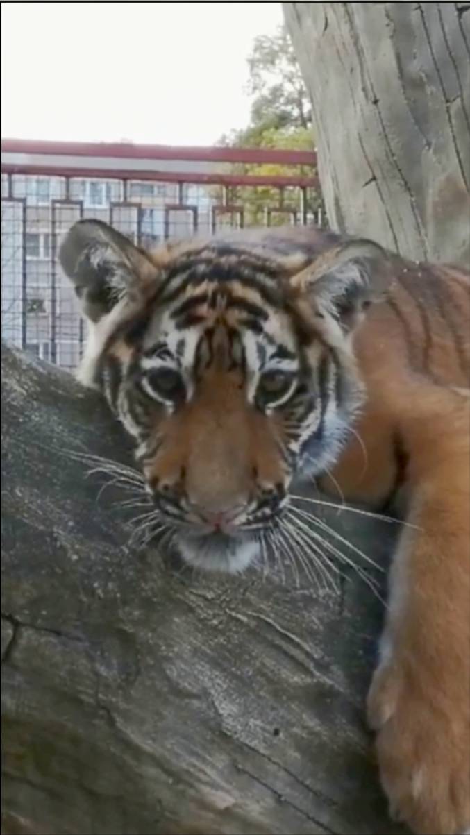 Батькин подарок. Тигрица СИМОЧКА из Тайгана. #тайган #олегзубков #зоопарк #тигрёнок #shortvideo смотреть онлайн