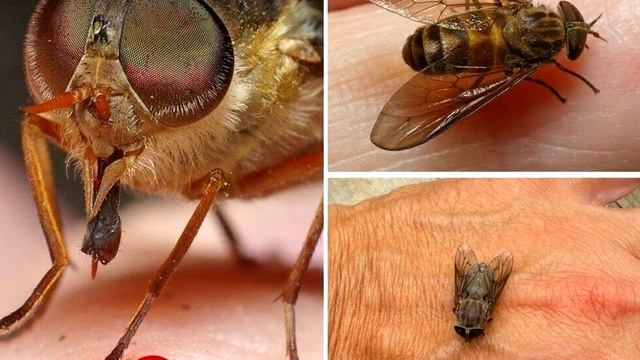 Овод - интересные факты смотреть онлайн