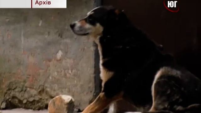 БЕРДЯНСК 2022 ЗГРАЯ ПСІВ НАПАЛА НА ДІВЧИНУ смотреть онлайн