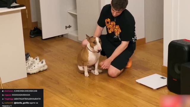 ЭВЕЛОН ПОКАЗАЛ ПАРАДЕЕВИЧУ СВОЮ СОБАКУ / ЛЮТЫЙ УГАР С СОБАКОЙ ЭВЕЛОНА НА СТРИМЕ / EVELONE ROFLS