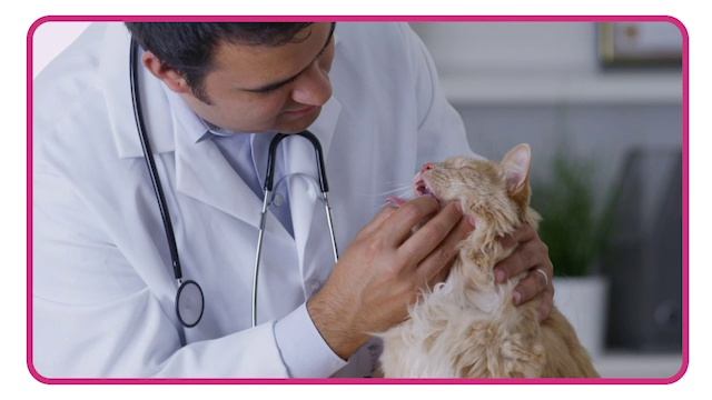 Vocabulary presentation 03-04_vet смотреть онлайн