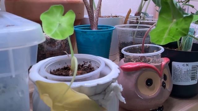 В гостях у Виктории. г. Домодедово. Румтур, комнатные растения. смотреть онлайн