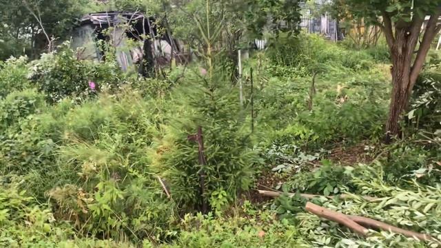 Расчищаем участок смотреть онлайн