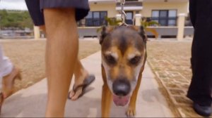 На Гуаме главное – пес! – Охотники за международной недвижимостью