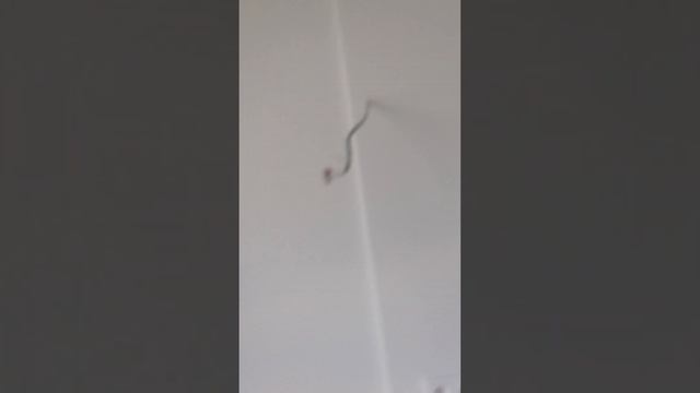 Кухня с отделкой в ЖК Sydney City ГК ФСК Воронин смотреть онлайн